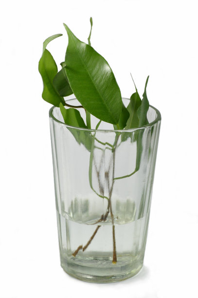 水中的分支图片下载