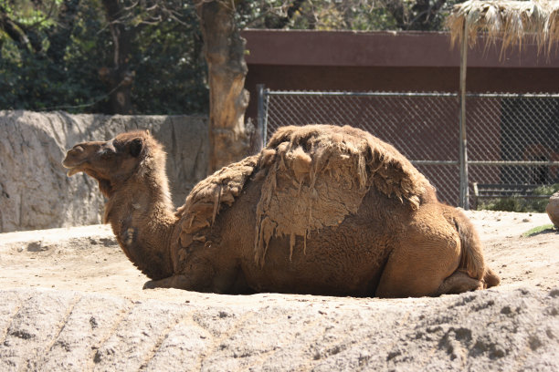 动物园里的骆驼在休息图片下载