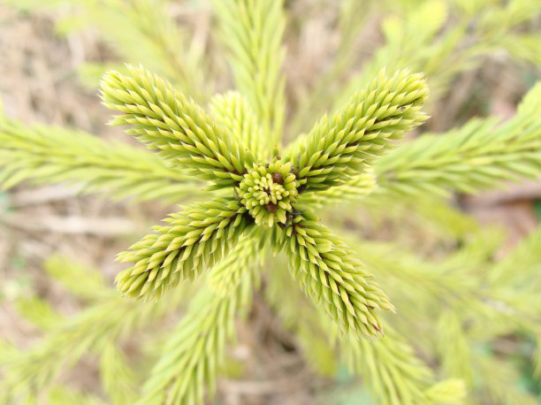 云杉的顶端图片下载