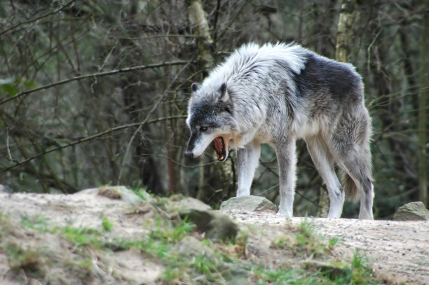 狼图片下载