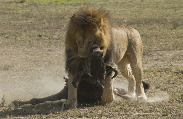 雄狮与角马厮杀图片下载