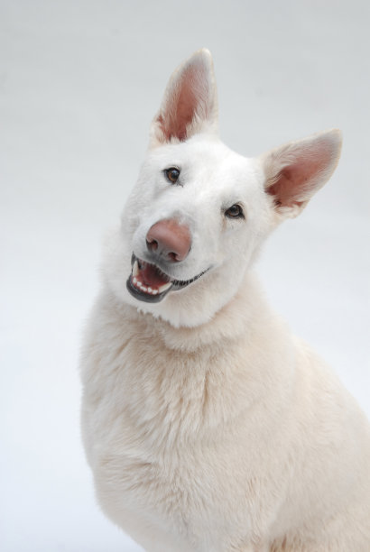 白色的德国牧羊犬图片下载