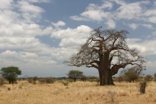 猴面包树图片下载