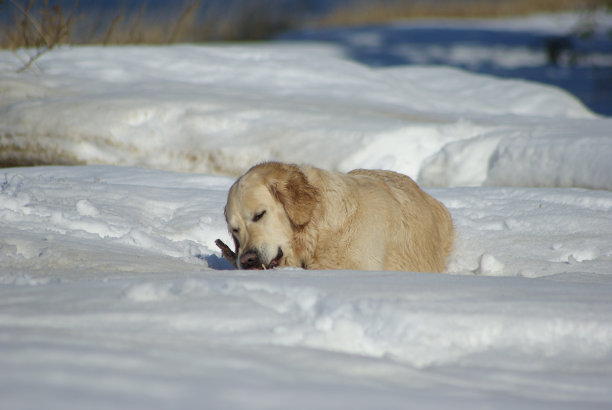 友好的狗图片下载