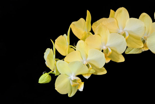 Orchid-Phalaenopsis(蝴蝶兰)图片下载