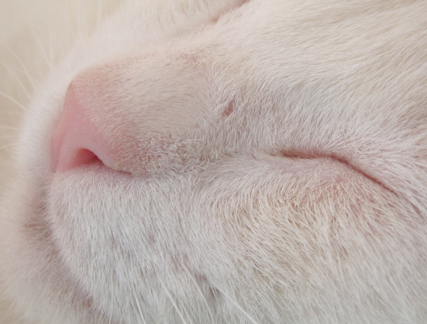 猫的特写镜头图片下载