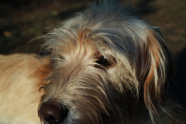 狗的特写肖像图片下载