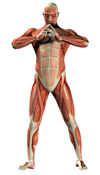 男人的肌肉图片下载