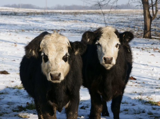 白色面对小牛图片下载