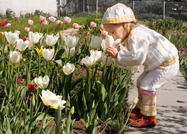 女孩(2岁)和郁金香图片下载