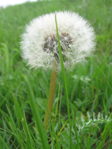 宏……图片下载