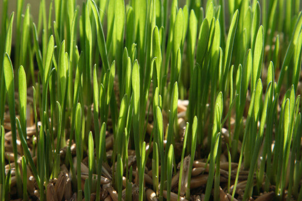 绿色饲料图片下载