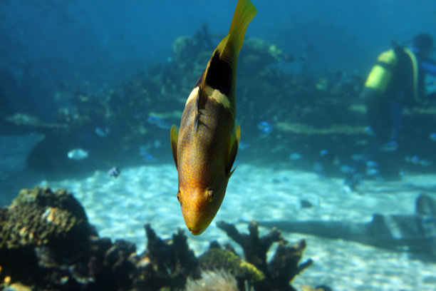 迷人的水下世界图片下载