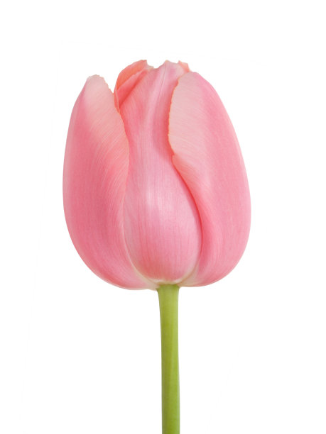 完美的粉红色的郁金香图片下载