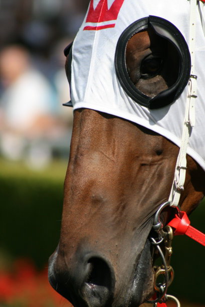 国王的马图片下载