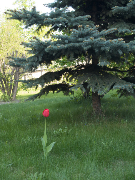 孤独的郁金香图片下载