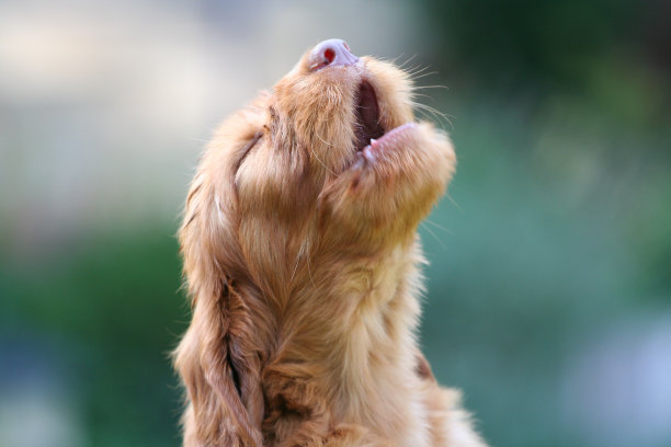 哭泣的小狗图片下载