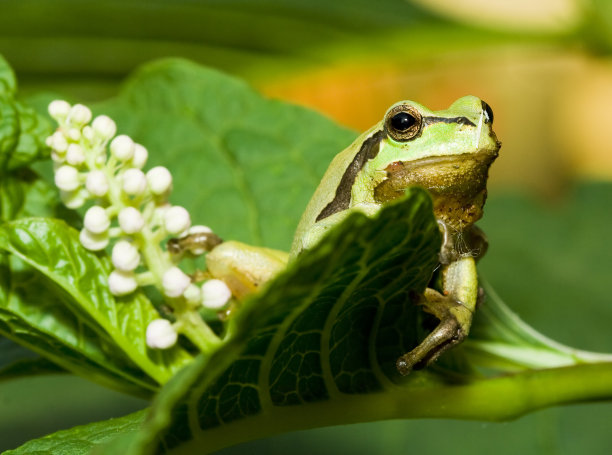 树蛙图片下载