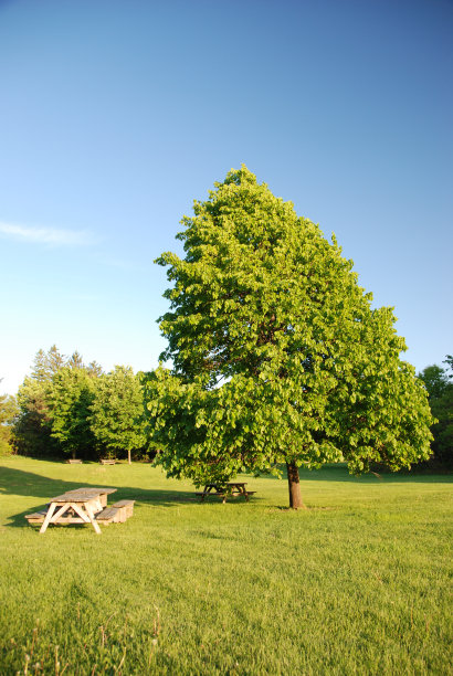 野餐桌旁的树图片下载