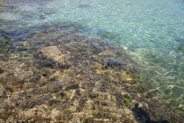 蓝色水域中的植物图片下载