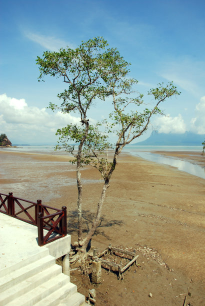 小mangroove树图片下载