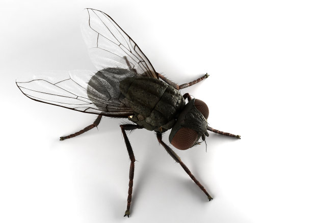 逼真的3D苍蝇昆虫近距离图片下载