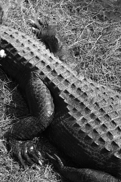 鳄鱼的脚图片下载