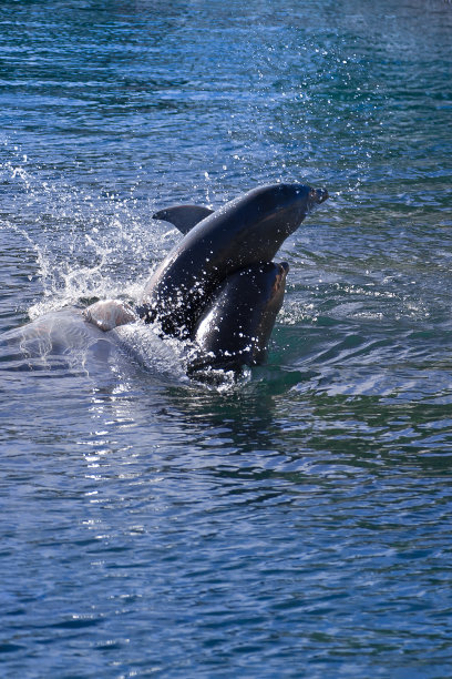 跳跃的海豚图片下载