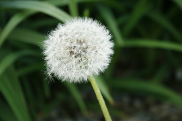 蒲公英图片下载