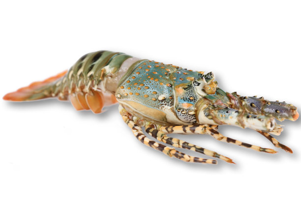 彩色的小龙虾在白色的背景图片下载