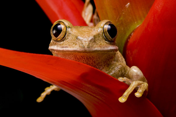大理石的芦苇蛙图片下载