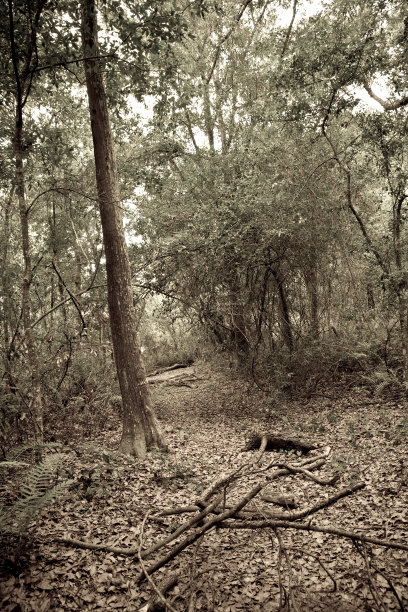 旧时代照片的自然径图片下载