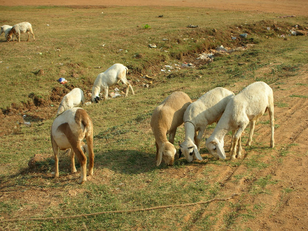羊图片下载