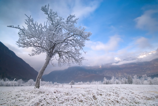 冬天结霜的树图片下载