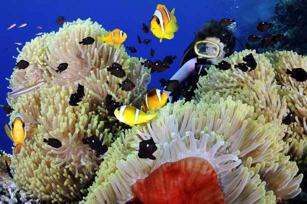 彩色鱼群与潜水员图片下载