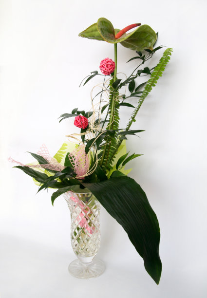 马蹄莲图片下载