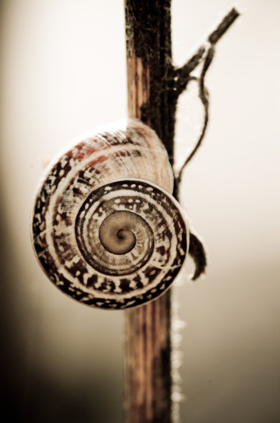 蜗牛的肖像图片下载