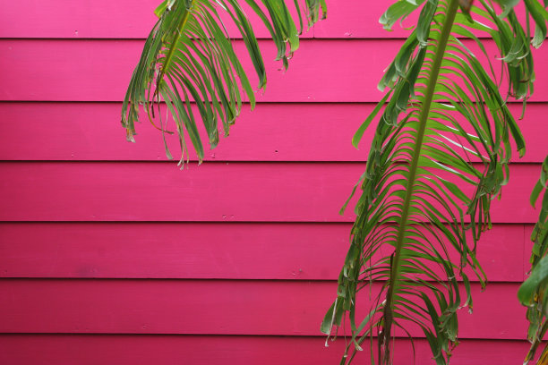 棕榈叶背靠热带粉红色的墙图片下载