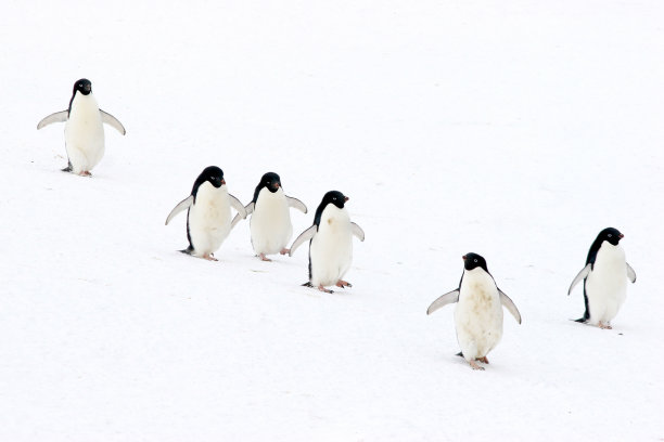 企鹅游行素材图片
