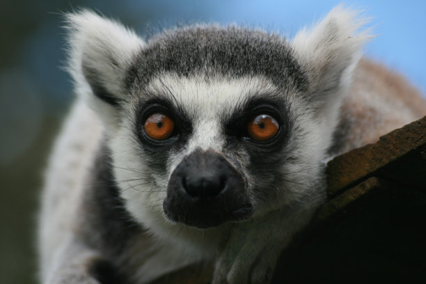 狐猴的脸图片下载