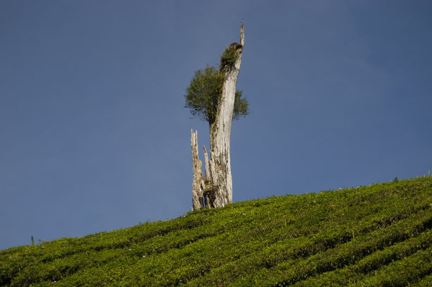 山上的一棵折断的老树图片下载