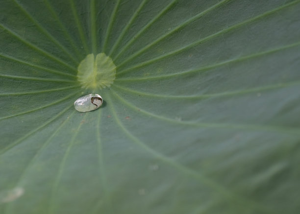 雨滴落在百合叶上图片下载