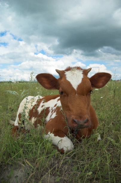 牛图片下载