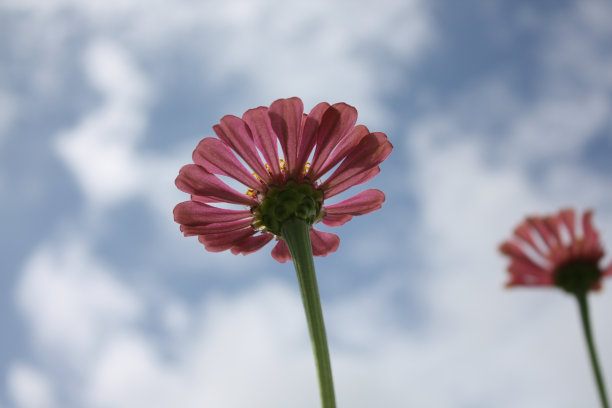 百日草与蓝天背景图片下载
