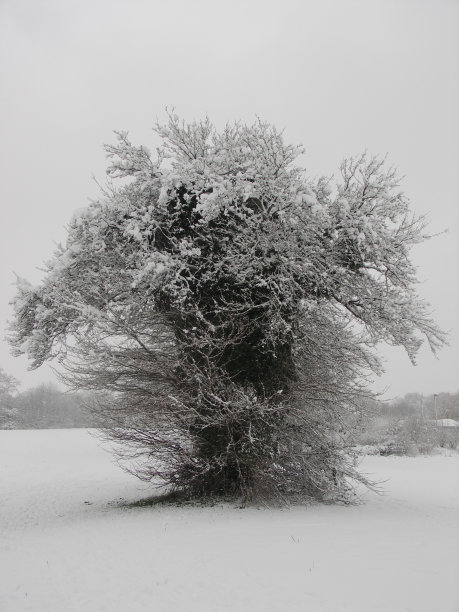 寂寞的冬天的树图片下载