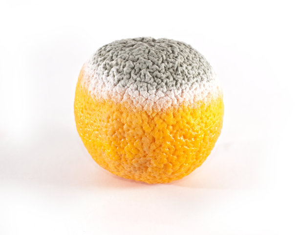 过熟的橙色图片下载