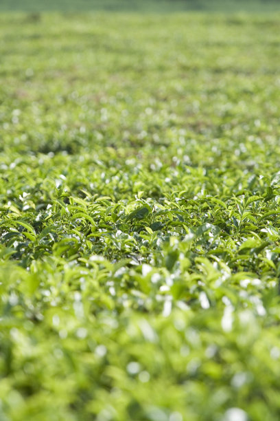 乌干达茶领域图片下载