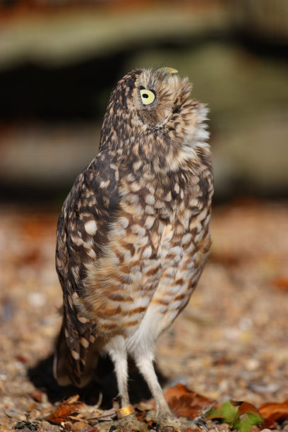 穴居猫头鹰图片下载