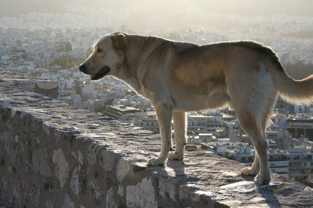 狗在雅典图片下载