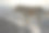 狗在雅典图片下载